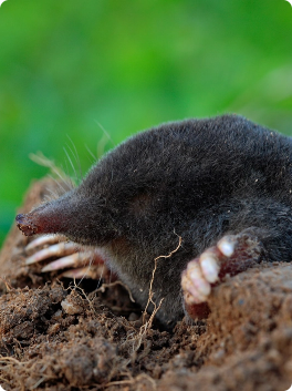 Mole in ground