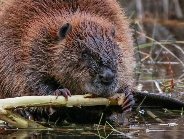 Animal Removal Professionals, Rodents, Beavers