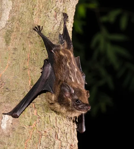 Bats
