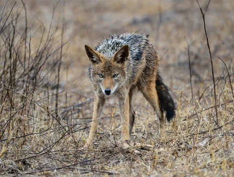 Coyote