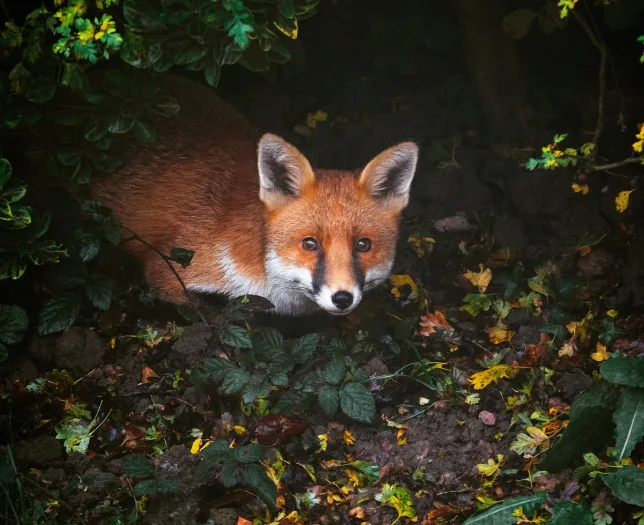 Fox
