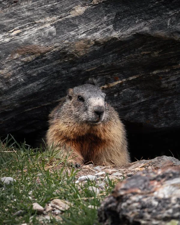 Groundhog