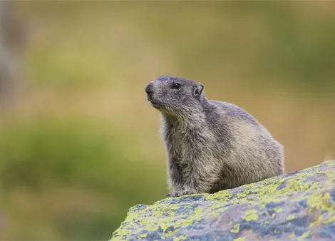 Pocket gopher
