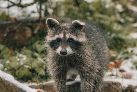 Raccoon
