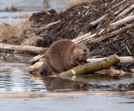 Beaver
