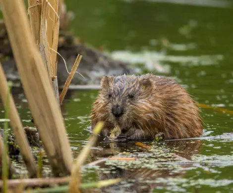 Muskrat in water