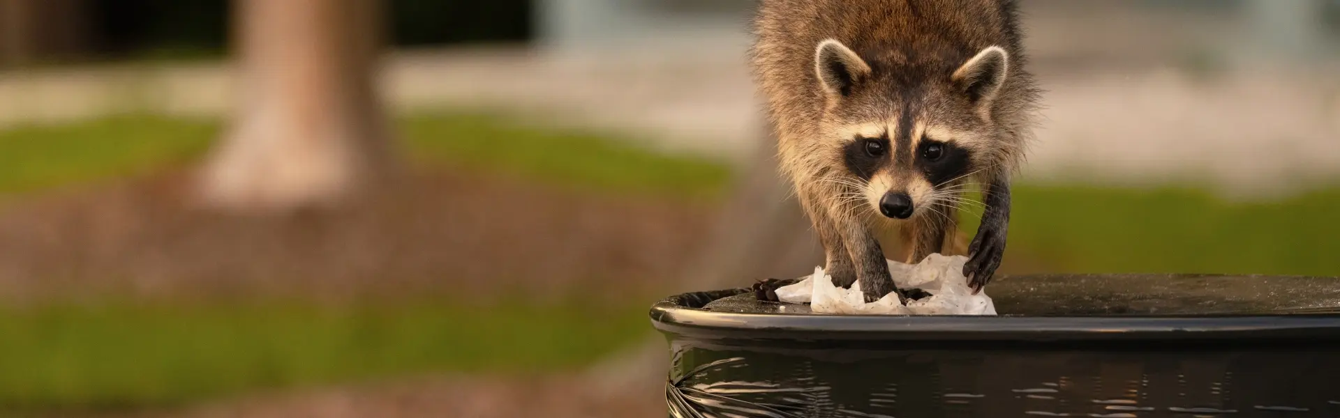 Raccoon digging through garbage. Contact or call Animal Remover in Cincinnati, OH for expert wildlife removal services.