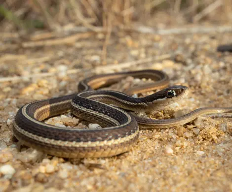 Eastern garter snake
