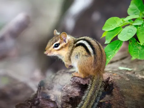 An Eastern Chipmunk perched on a rock in a Cincinnati park